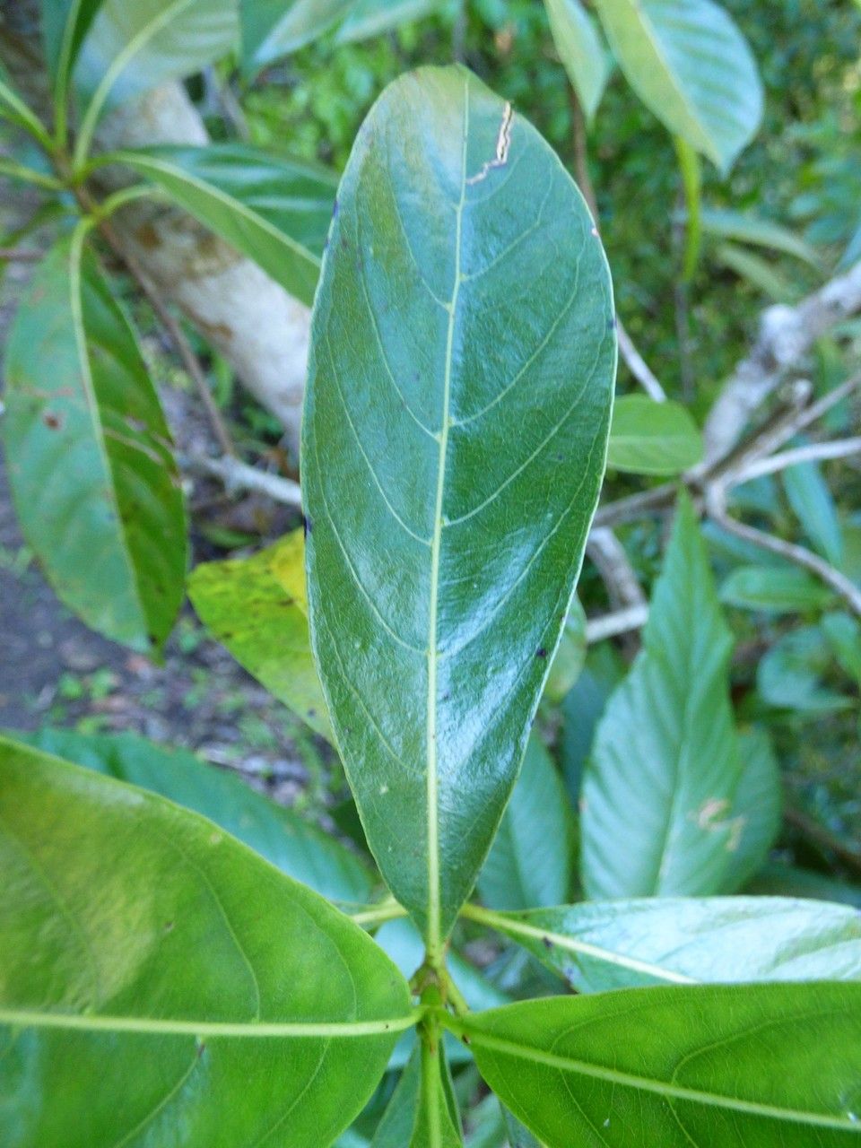 Antirhea borbonica leaf