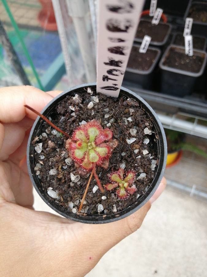 Drosera tokaiensis leaf
