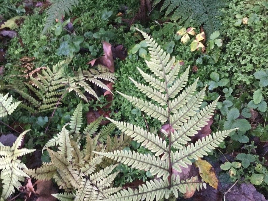 Athyrium otophorum — houseplant care guide