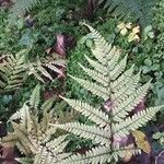 Athyrium otophorum