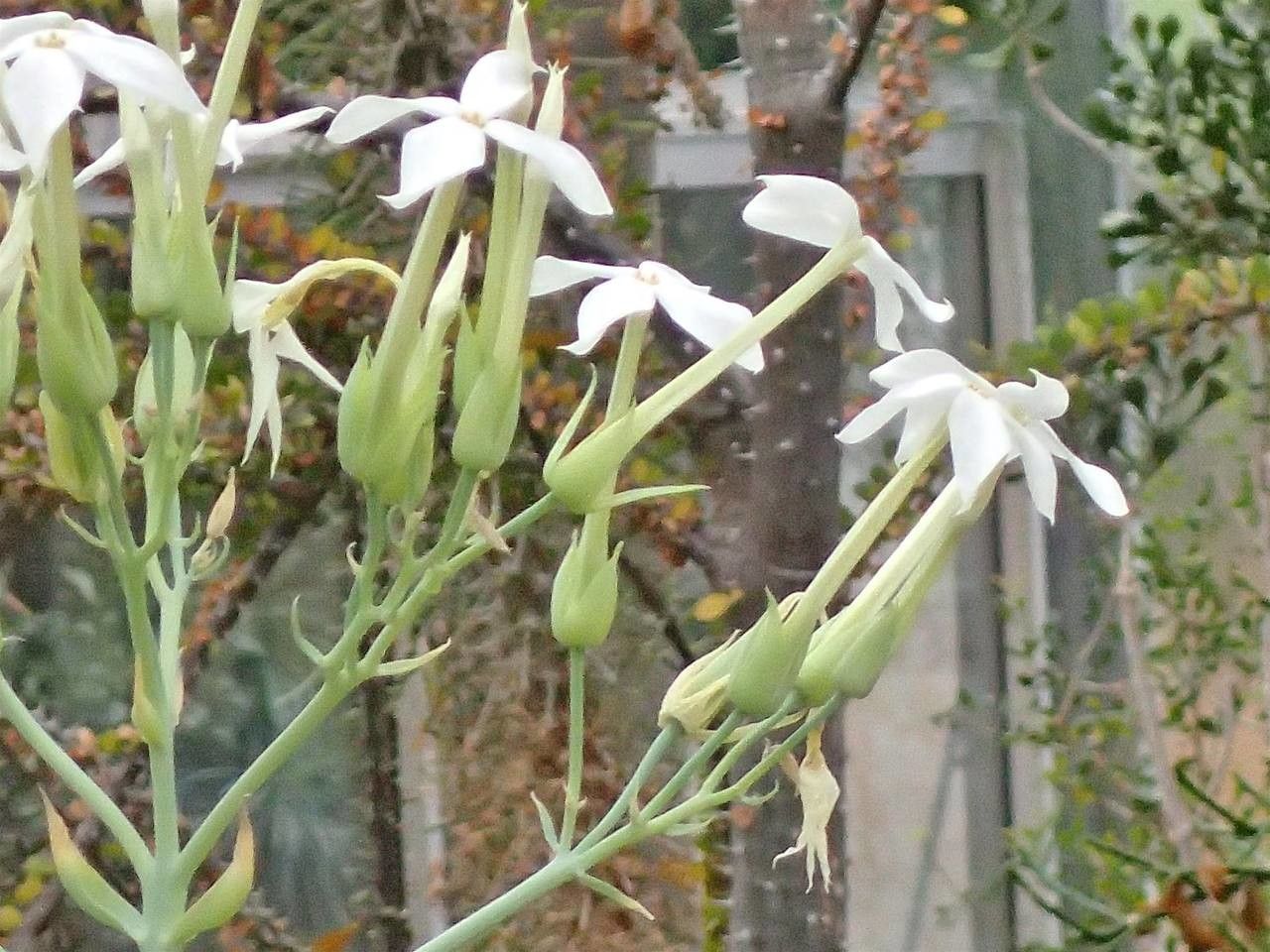 Kalanchoe marmorata fruit