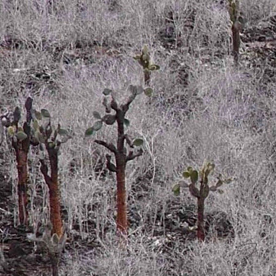 Opuntia galapageia bark