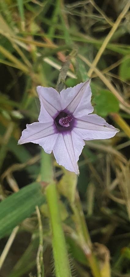 Ipomoea sinensis flower