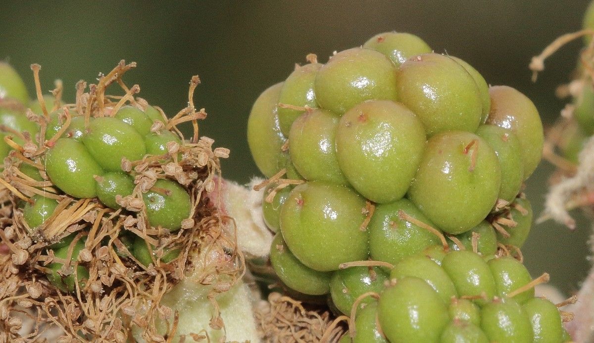 Rubus adscitus fruit