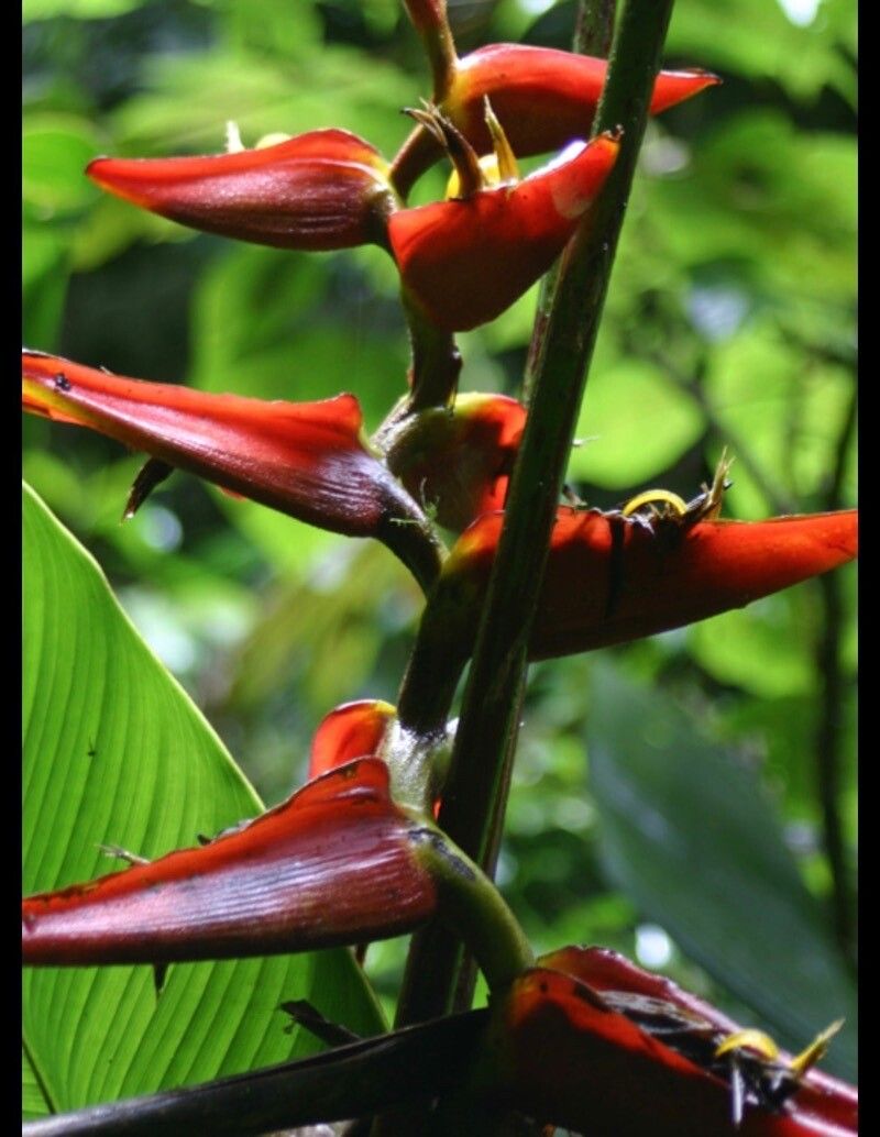 Heliconia tortuosa — search result for 'Heliconia'