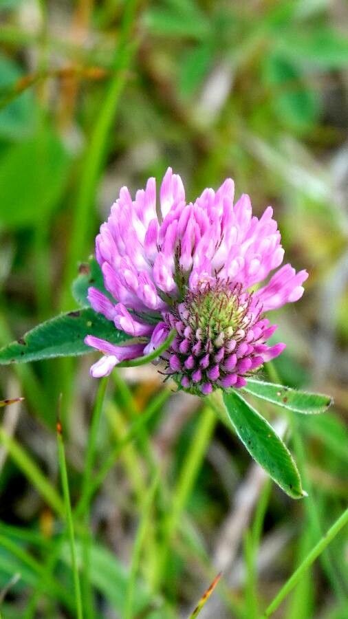 Trifolium alpestre flower