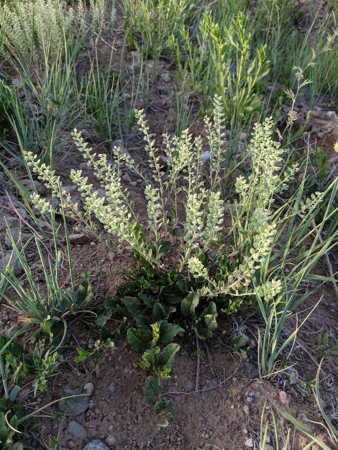Lepidium oblongum — search result for 'Lepidium'