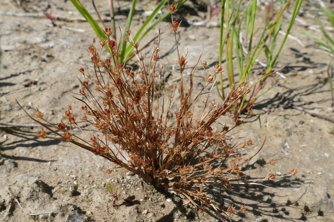 Juncus sphaerocarpus — search result for 'Juncus'