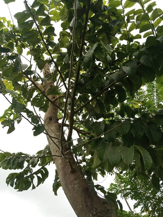 Milicia excelsa leaf