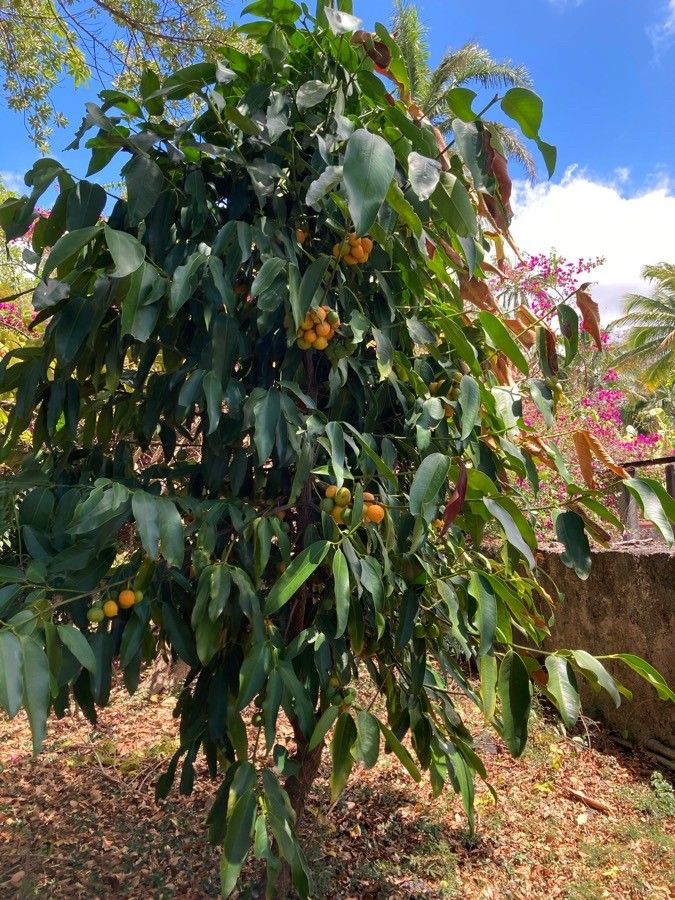 Garcinia cochinchinensis habit