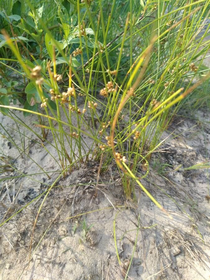 Juncus filiformis fruit