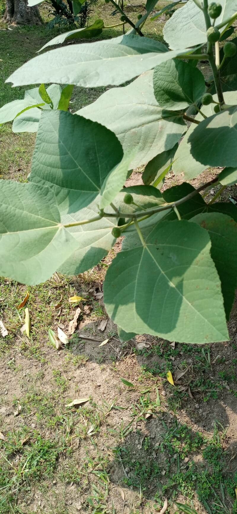 Ficus palmata flower