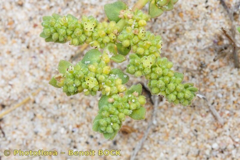 Herniaria maritima — houseplant care guide