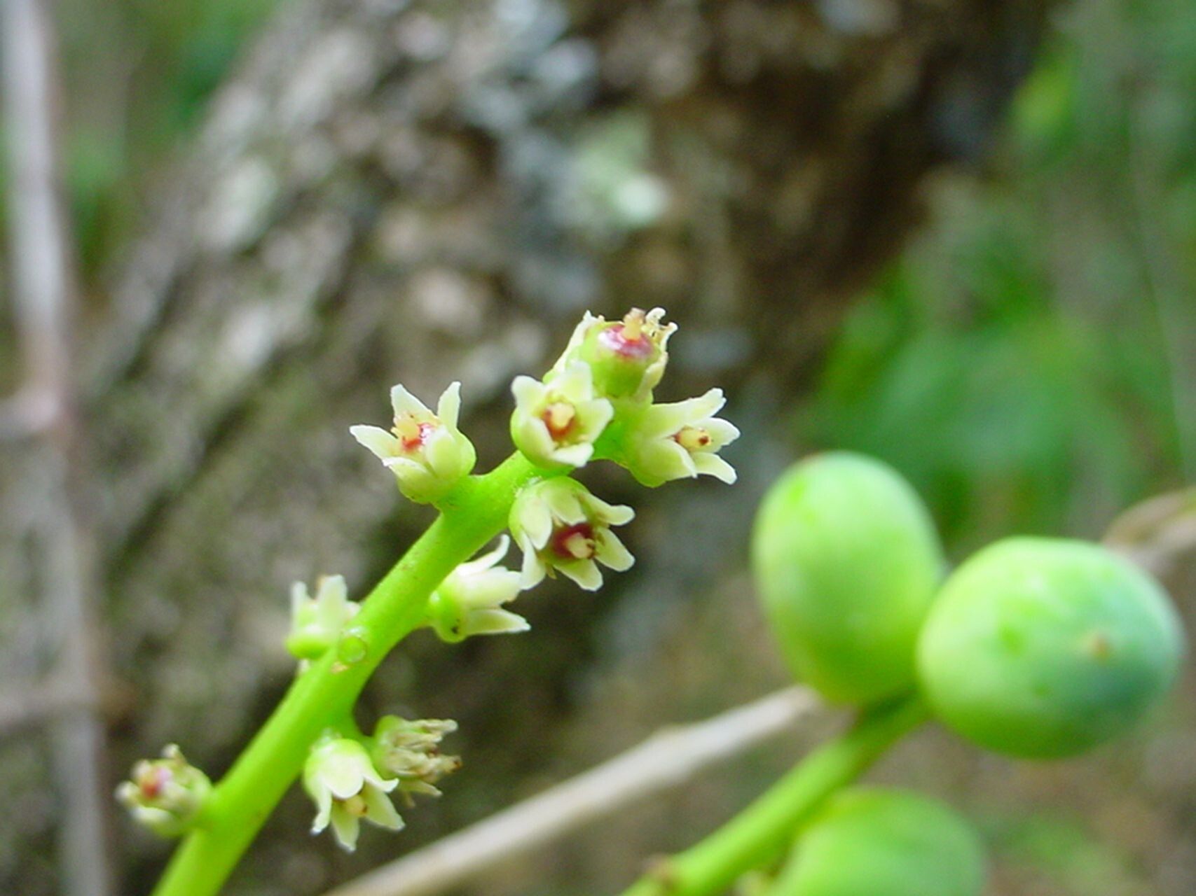 Euroschinus obtusifolius fruit