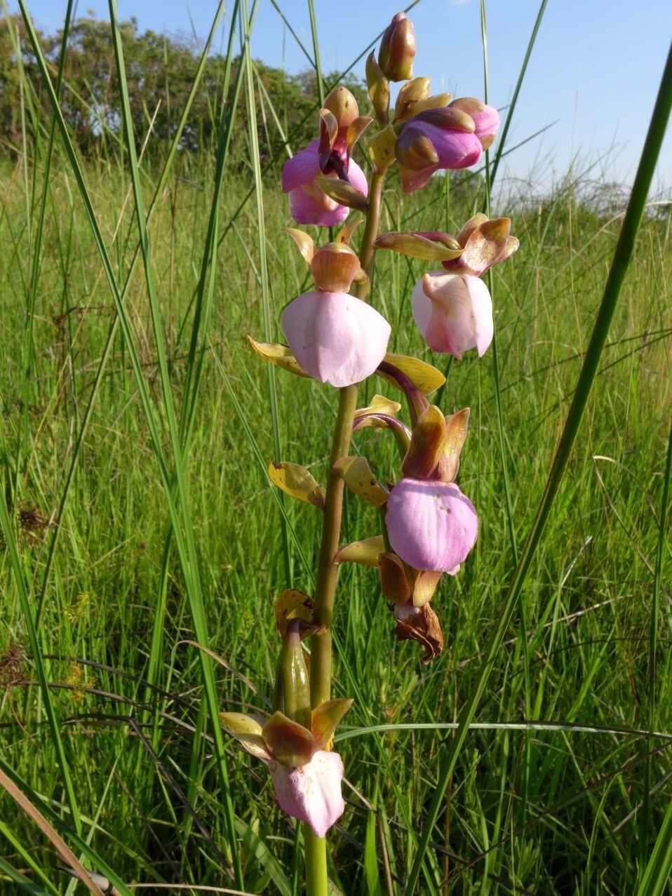 Eulophia latilabris flower
