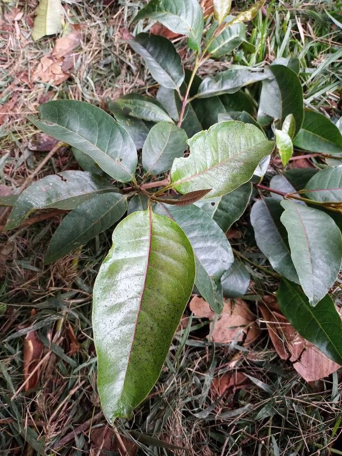 Vismia guianensis — houseplant care guide