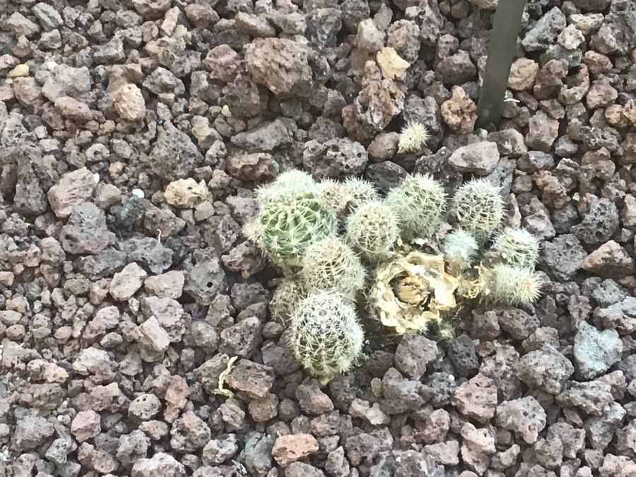 Echinopsis aurea leaf