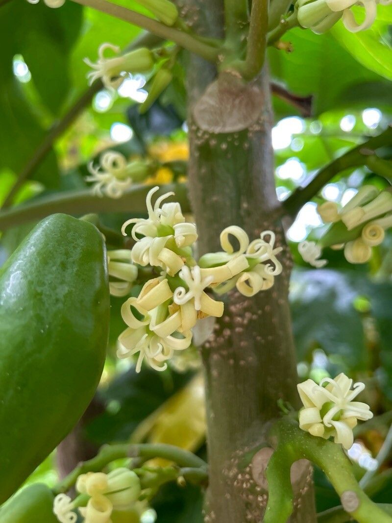 Vasconcellea monoica flower