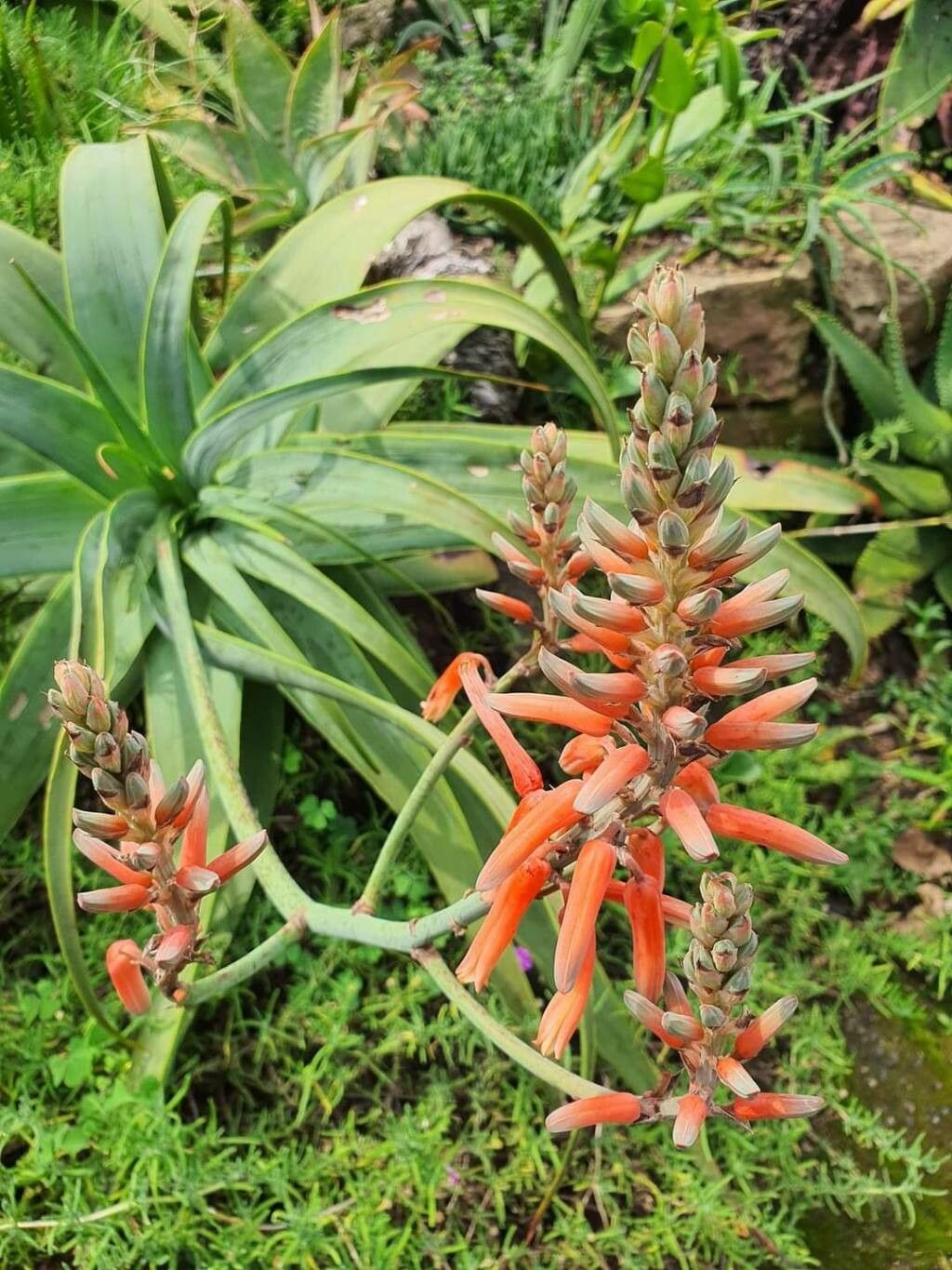 Aloe pulcherrima leaf