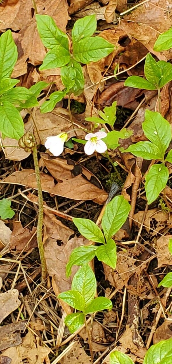Cardamine nuttallii flower