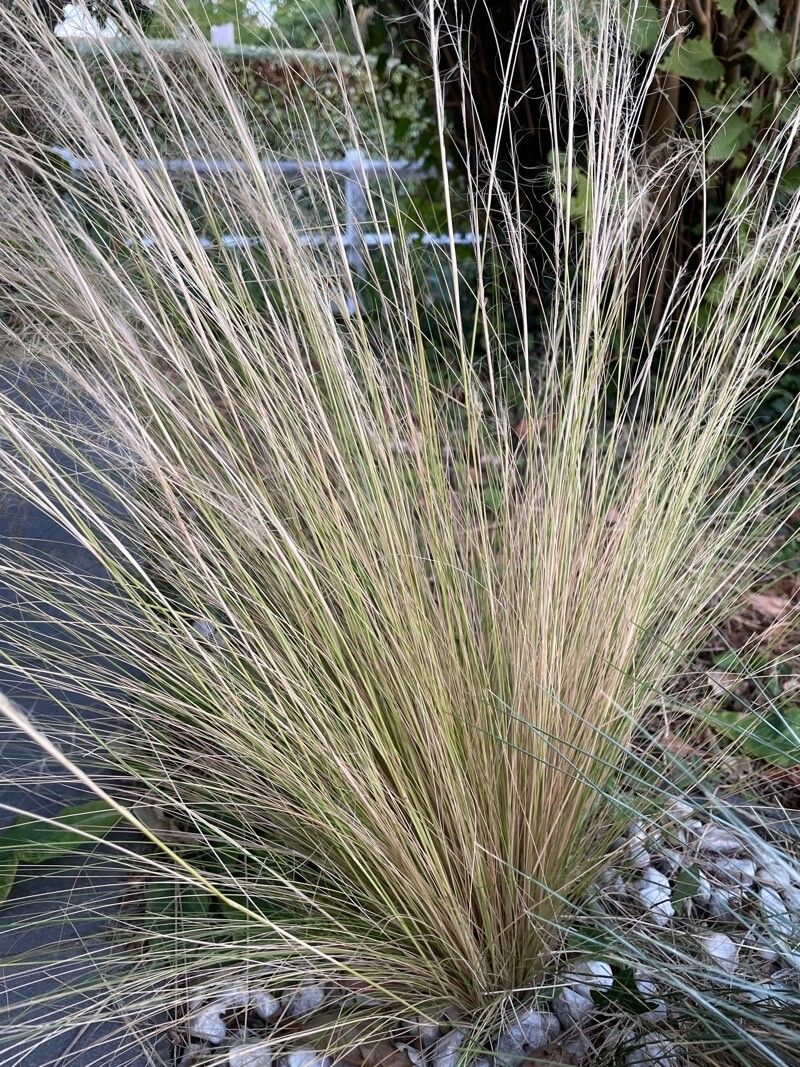 Eragrostis airoides flower