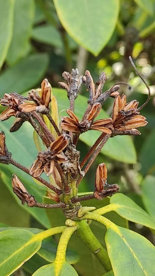 Rhododendron catawbiense fruit