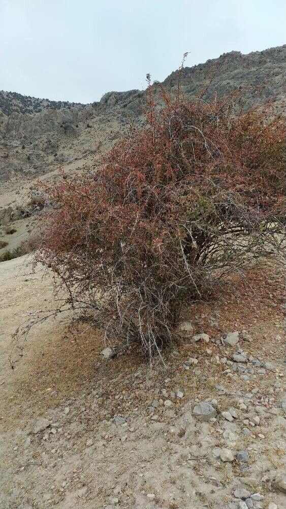Berberis integerrima habit