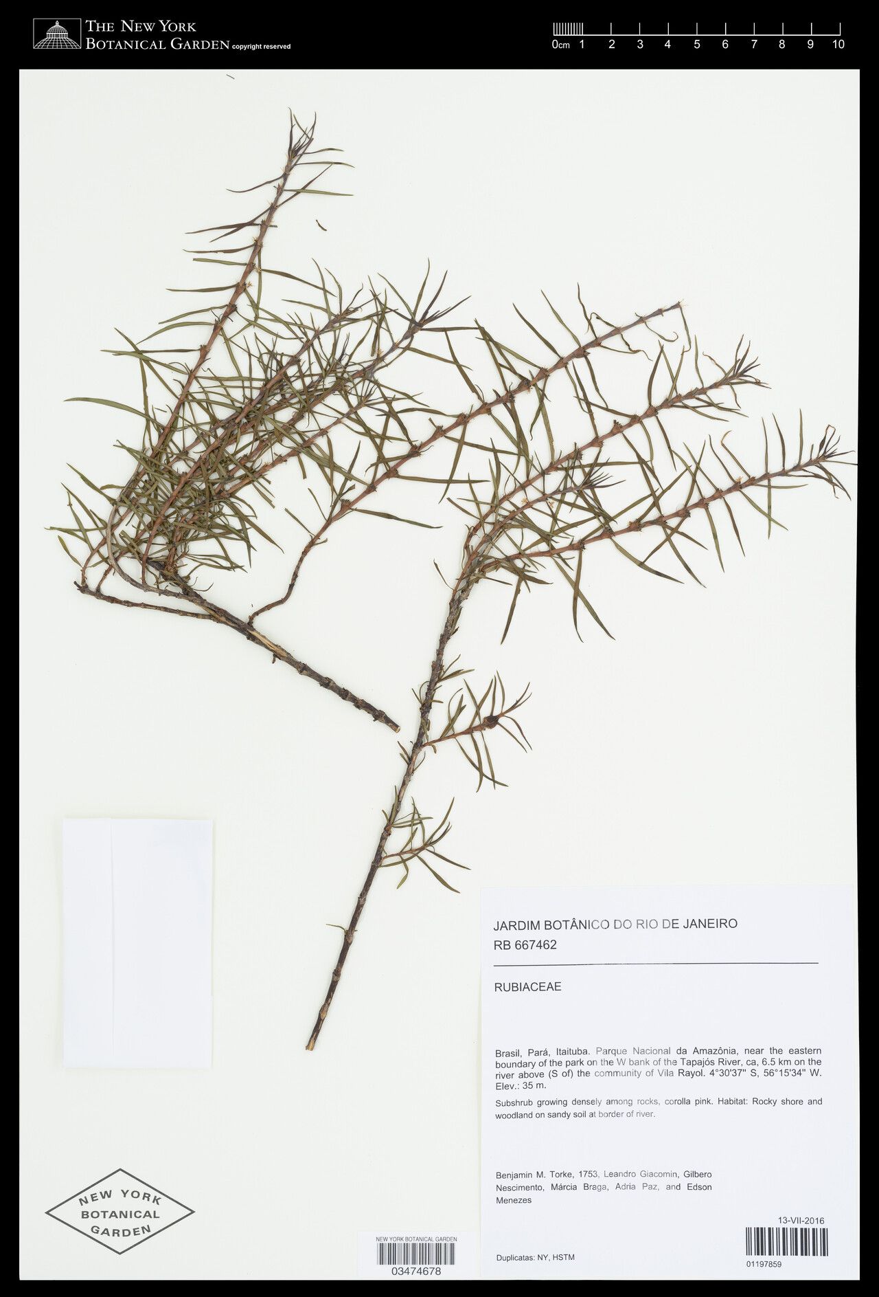 Spermacoce hyssopifolia other