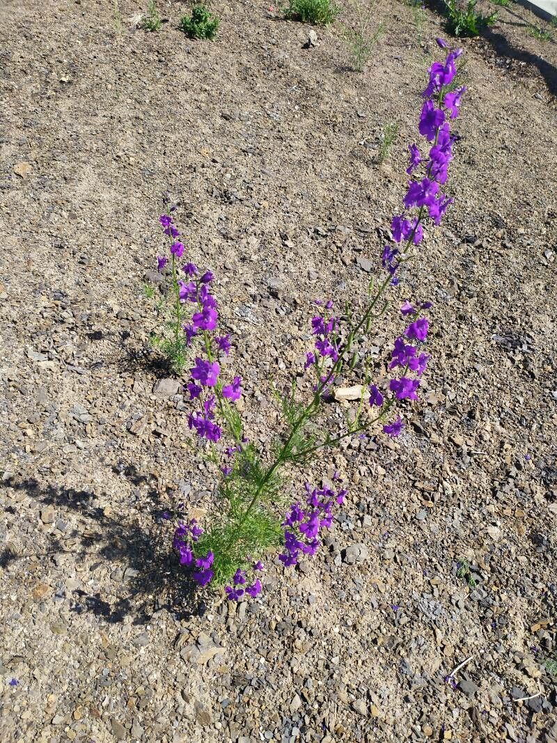 Delphinium hispanicum habit