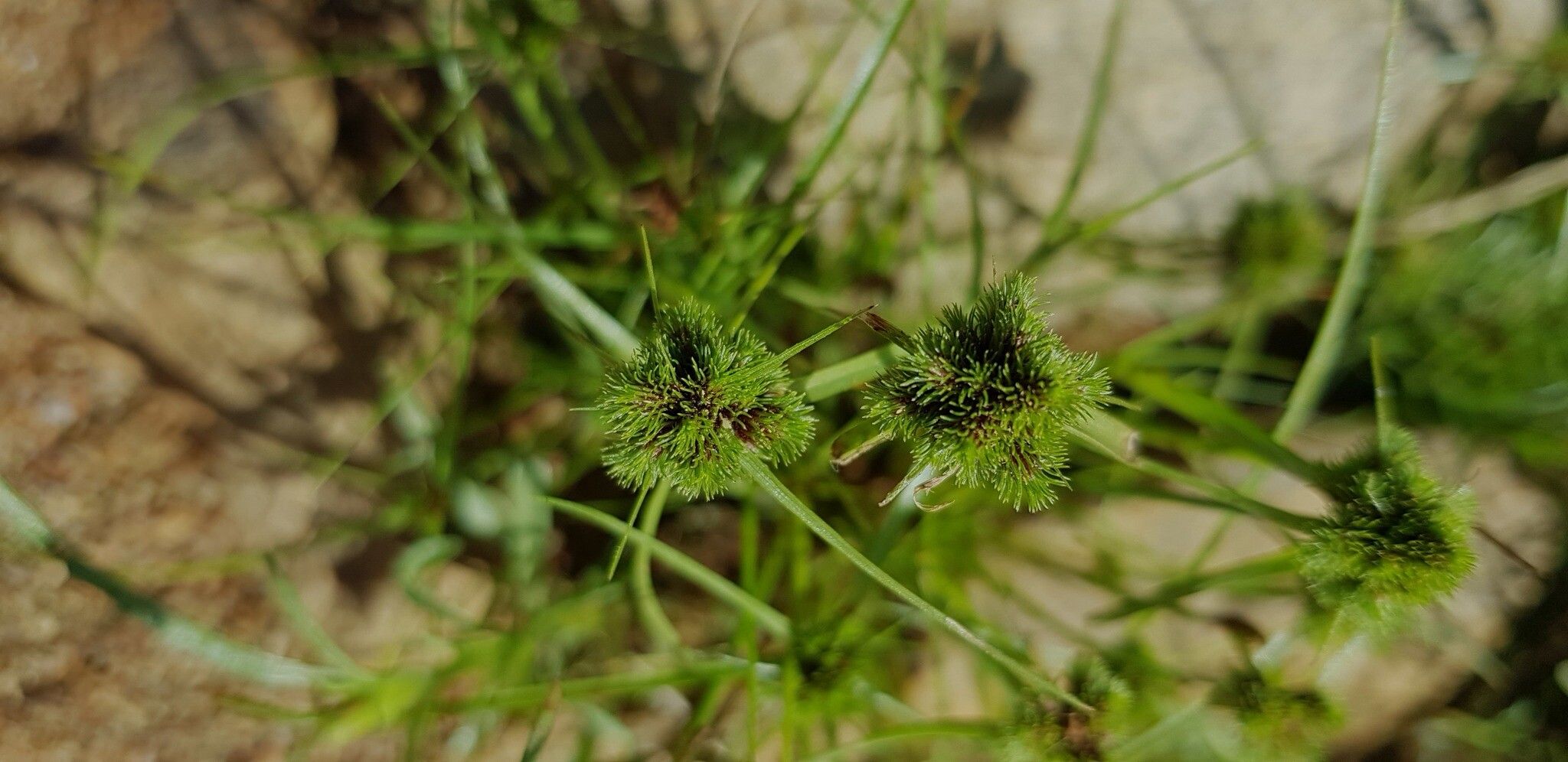 Cyperus hystricoides flower