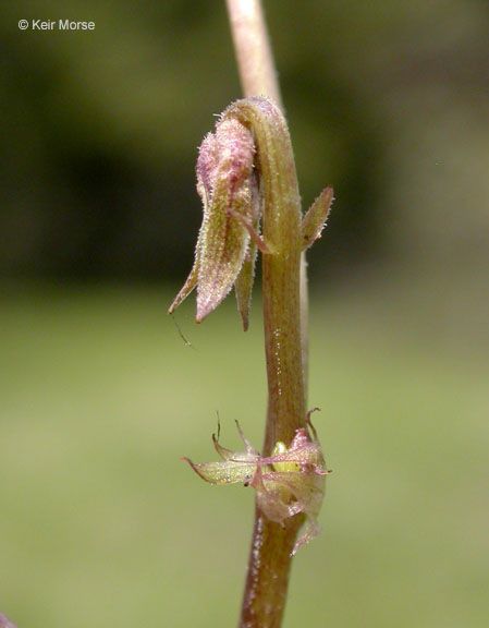 Viola sheltonii fruit
