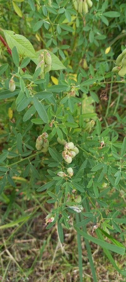 Crotalaria pumila fruit