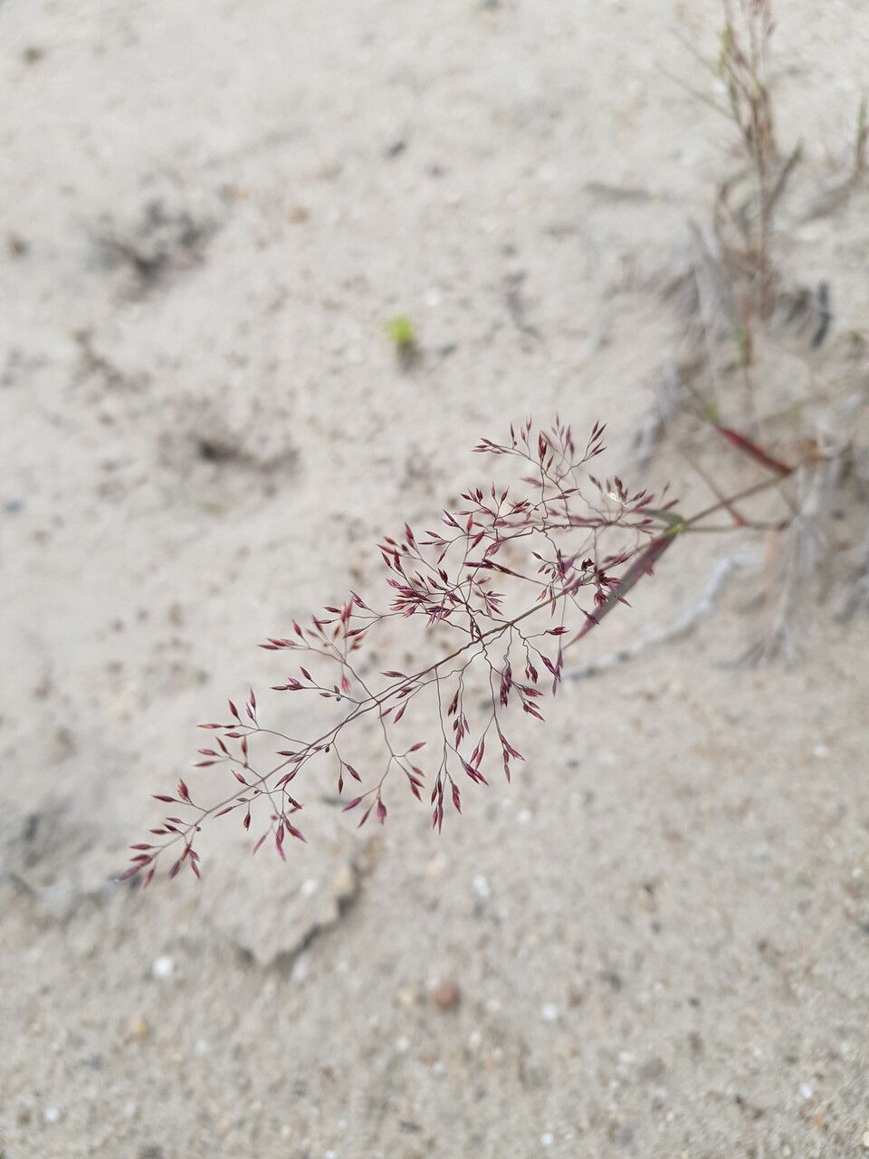 Agrostis vinealis flower
