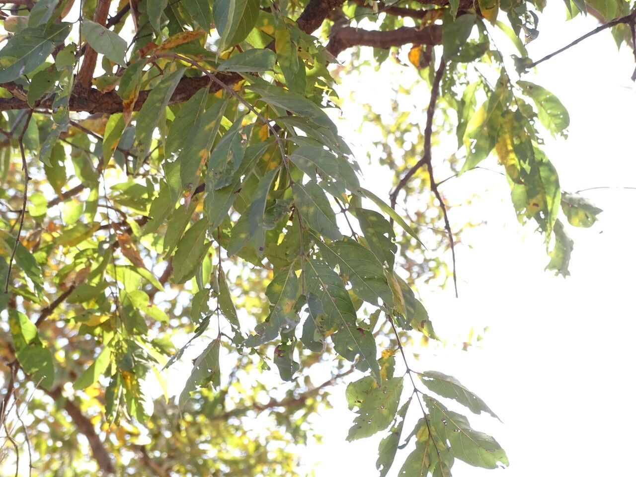 Combretum nigricans — search result for 'Combretum'
