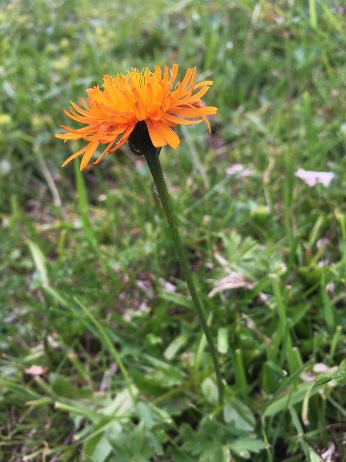 Crepis aurea flower