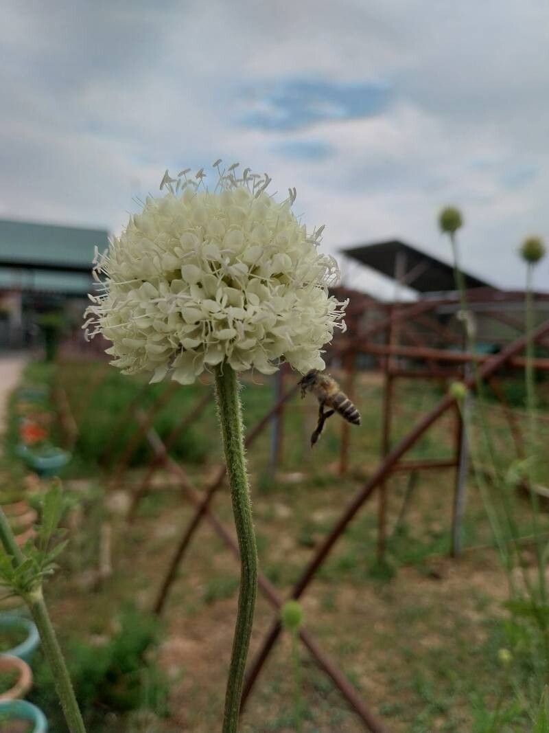 Dipsacus inermis — related species from the same genus