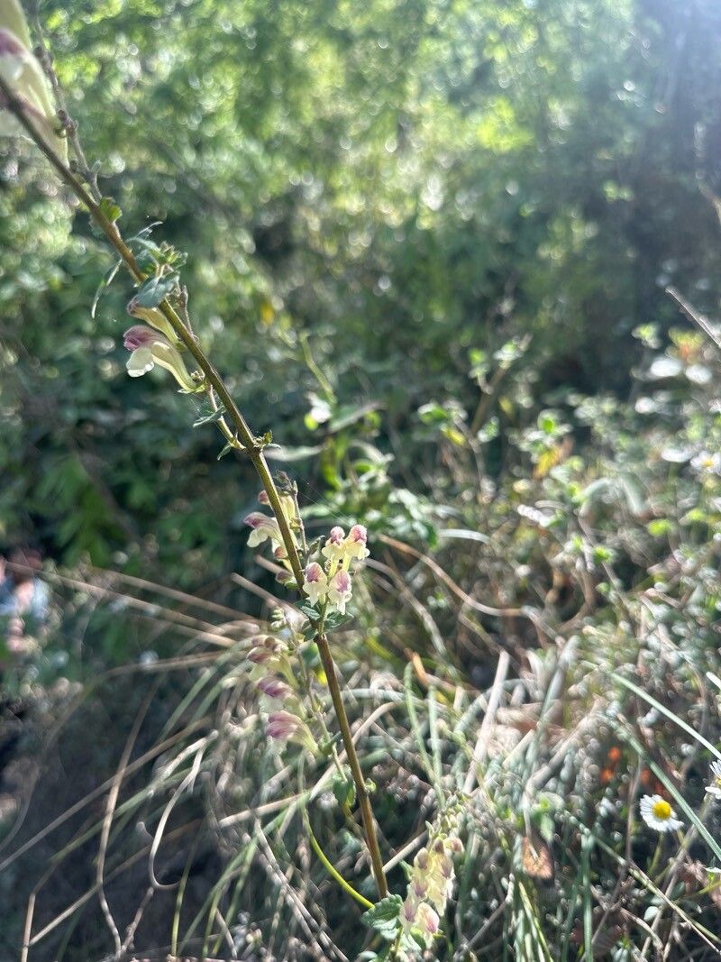 Scutellaria scandens — houseplant care guide