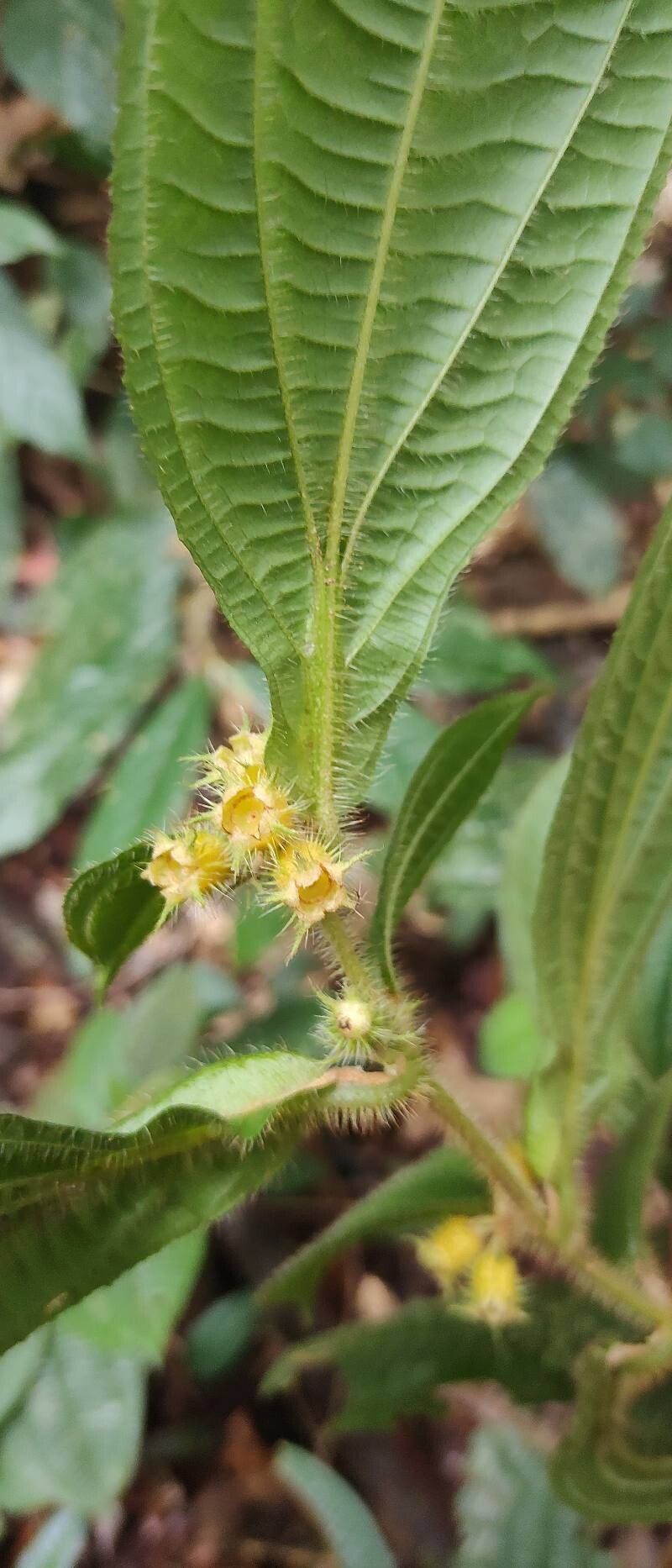 Miconia alternidomatia flower