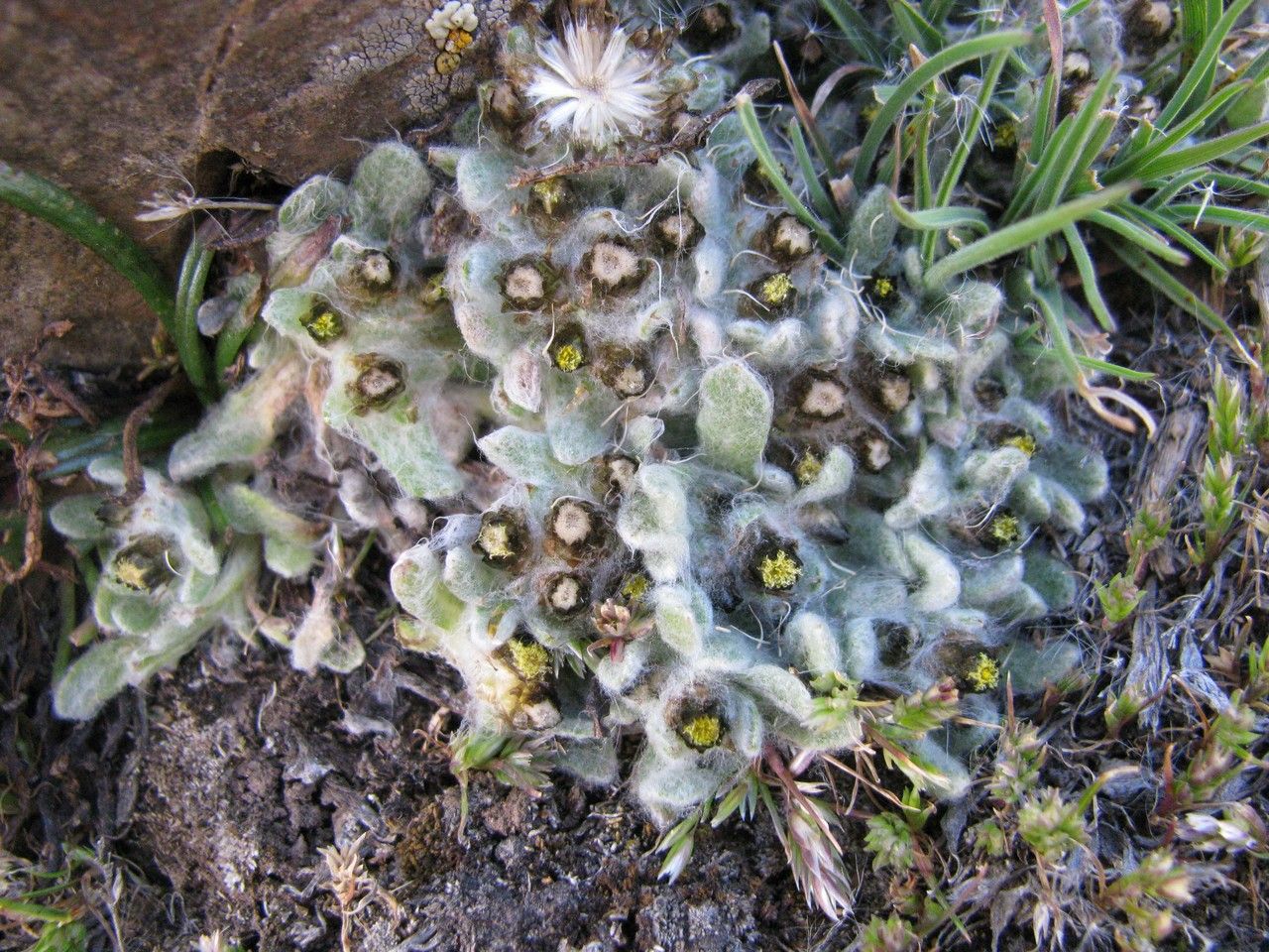 Pseudognaphalium badium habit