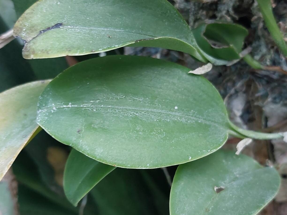 Pleurothallis sandemanii leaf