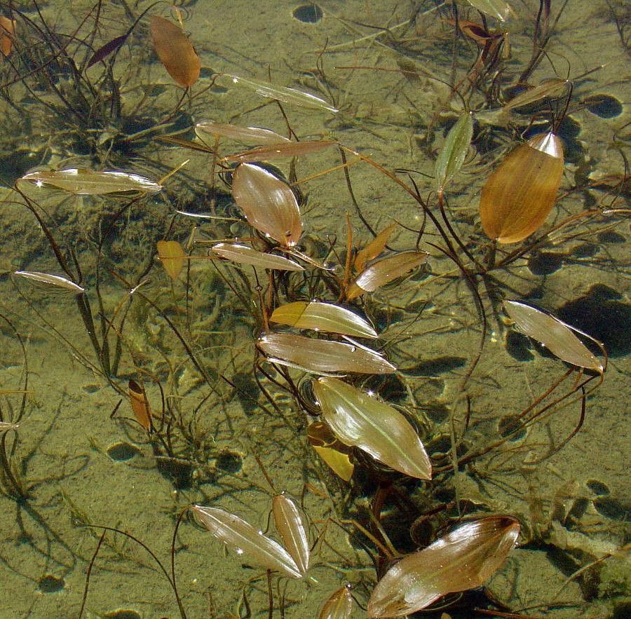 Potamogeton coloratus — search result for 'Potamogeton'