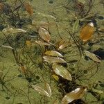 Potamogeton coloratus