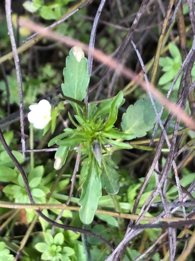 Viola kitaibeliana — search result for 'Turkmenistan'