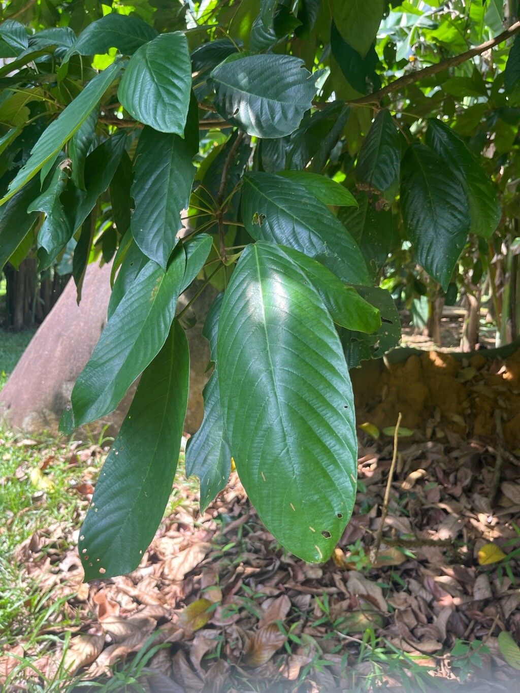 Bhesa paniculata leaf