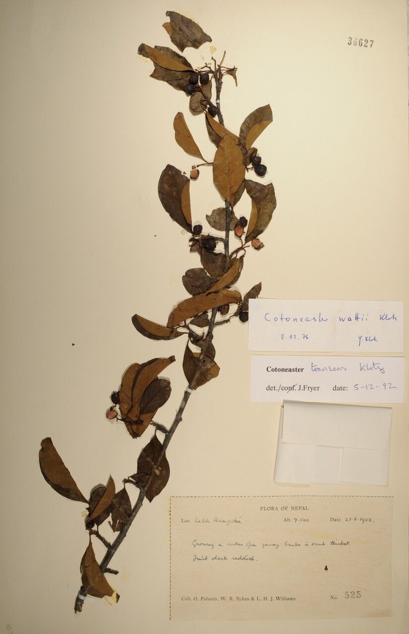 Cotoneaster transens other