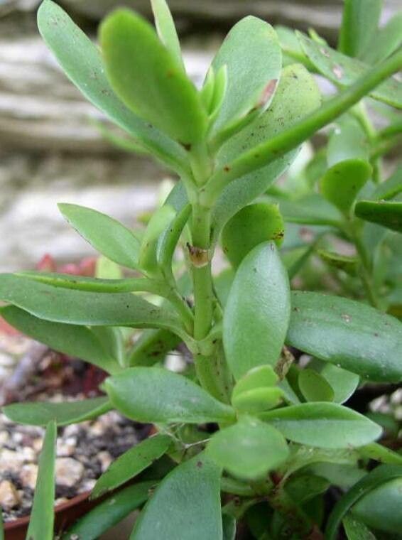 Crassula cultrata habit