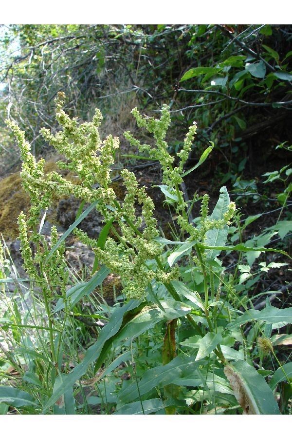Rumex salicifolius habit