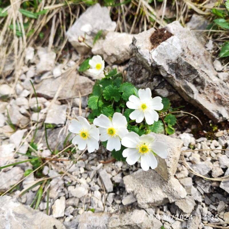 Ranunculus bilobus flower