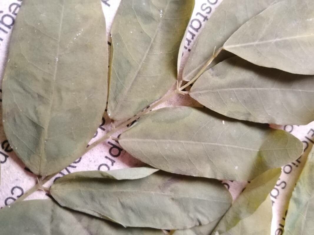 Lennea viridiflora leaf