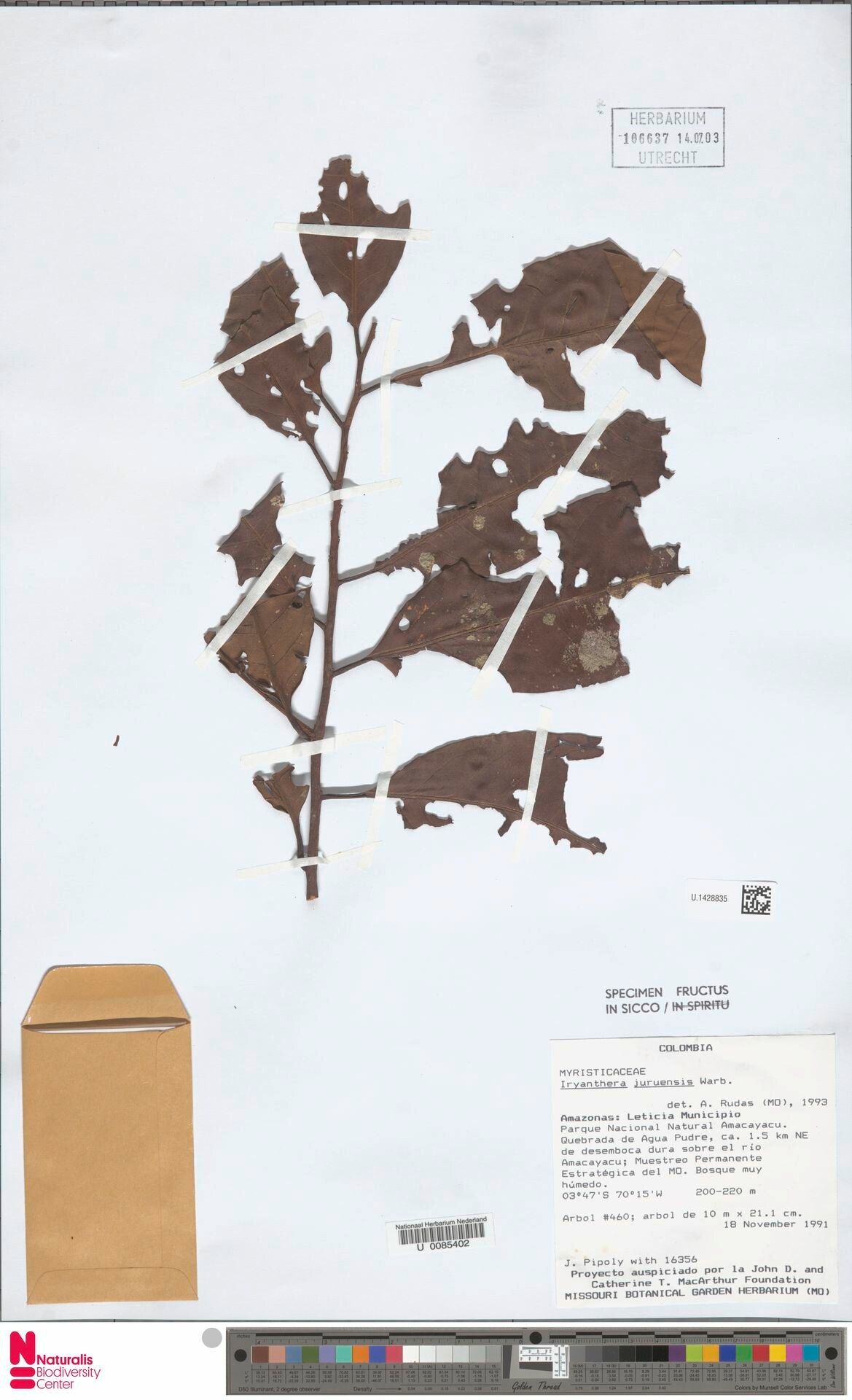 Iryanthera juruensis — houseplant care guide